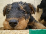 Sad Airedale Terrier