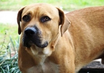 Sad Blackmouth Cur dog