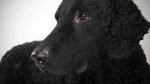  Sad Curly Coated Retriever dog