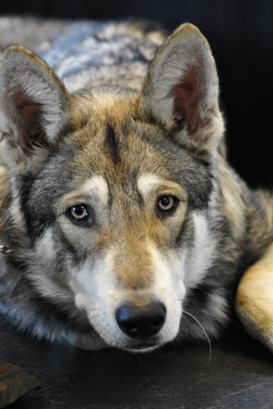 Грустная чехословацкая волчья собака фото