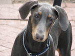 Sad Doberman Pinscher dog