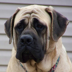 Sad English Mastiff 