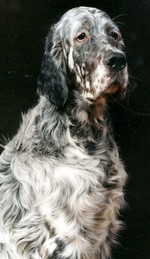 Sad English Setter dog