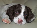 Sad English Springer Spaniel puppy