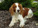 Sad eyes Welsh Springer Spaniel dog