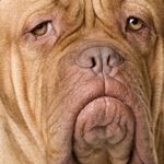 Sad face Dogue de Bordeaux 