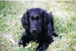 Sad Flat-Coated Retriever dog 