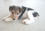 Sad Fox Terrier,Wire puppy