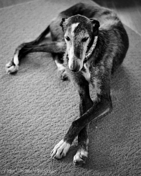 Sad Galgo Español dog photo and