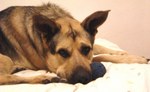 Sad German Shepherd dog 