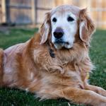 Sad Golden Retriever dog 