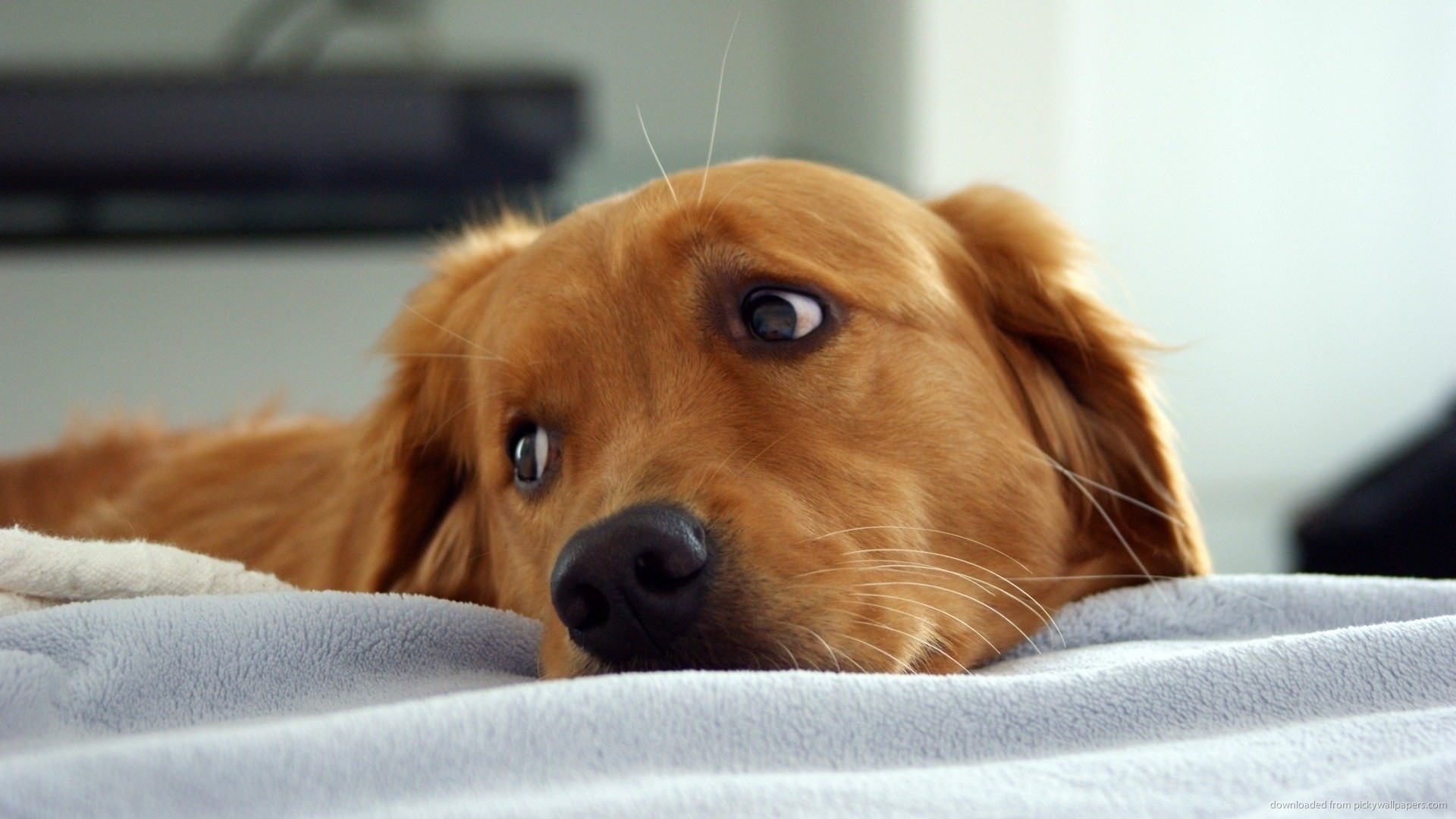 Get two golden retrievers pictures