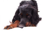 Sad Gordon Setter dog