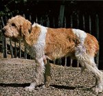 Sad Grand Griffon Vendéen dog 