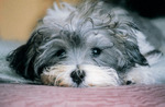 Sad Havanese dog 