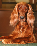 Sad Irish Setter dog 