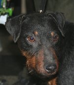 Sad Jagdterrier dog 