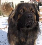 Sad Leonberger dog 