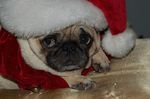 Sad New Year's Day Pug 