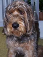 Sad Otterhound dog