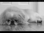 Sad Pekingese dog 