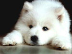 Sad Samoyed puppy