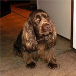 Sad Sussex Spaniel 