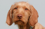 Sad Wirehaired Vizsla dog