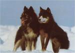 Sakhalin Husky dogs
