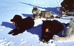 Sakhalin Husky in the snow