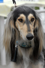 Saluki dog face