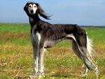 Saluki dog in the field