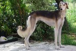 Saluki dog in the forest