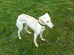 Saluki dog on the grass