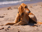 Saluki dog on the sand