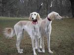 Saluki dogs