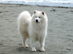 Samoyed dog near the ocean