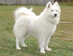 Samoyed dog on the grass