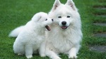 Samoyed dog with her baby