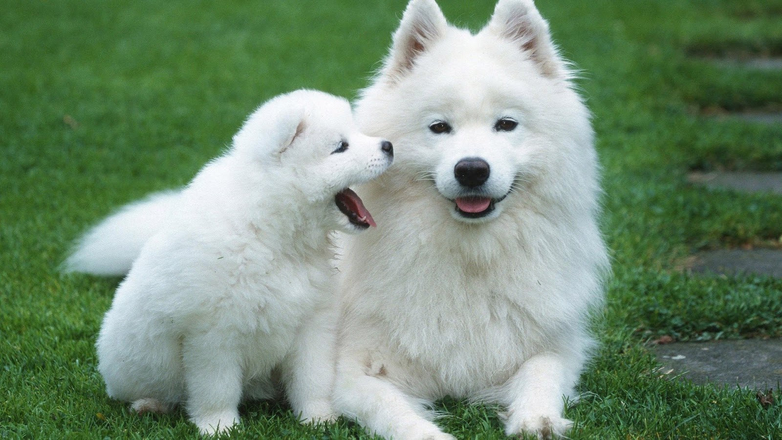 Samoyed dog with her baby wallpaper
