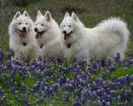 Samoyed dogs in flowers