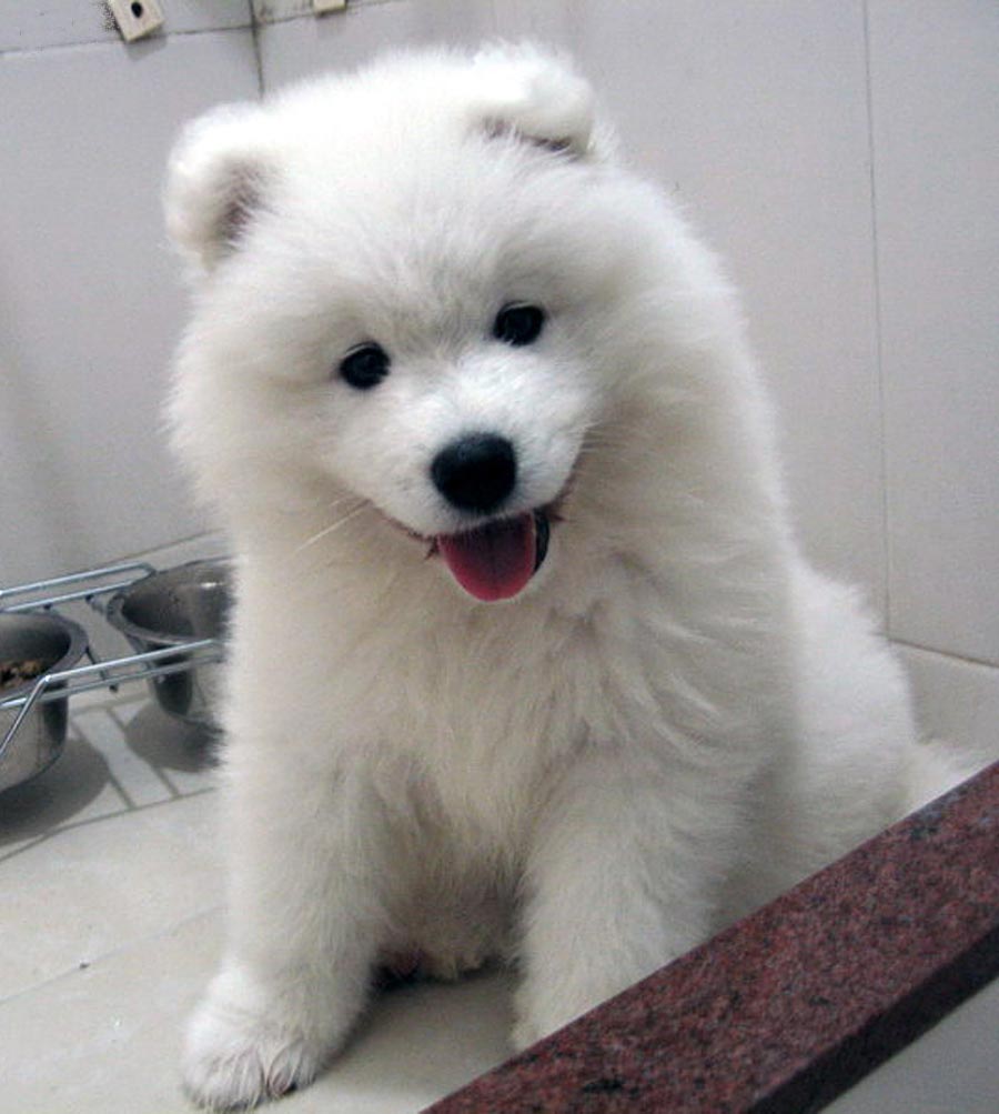 samoyed dog puppy