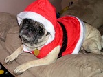 Santa Pug dog