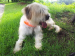 Sapsali dog on the grass