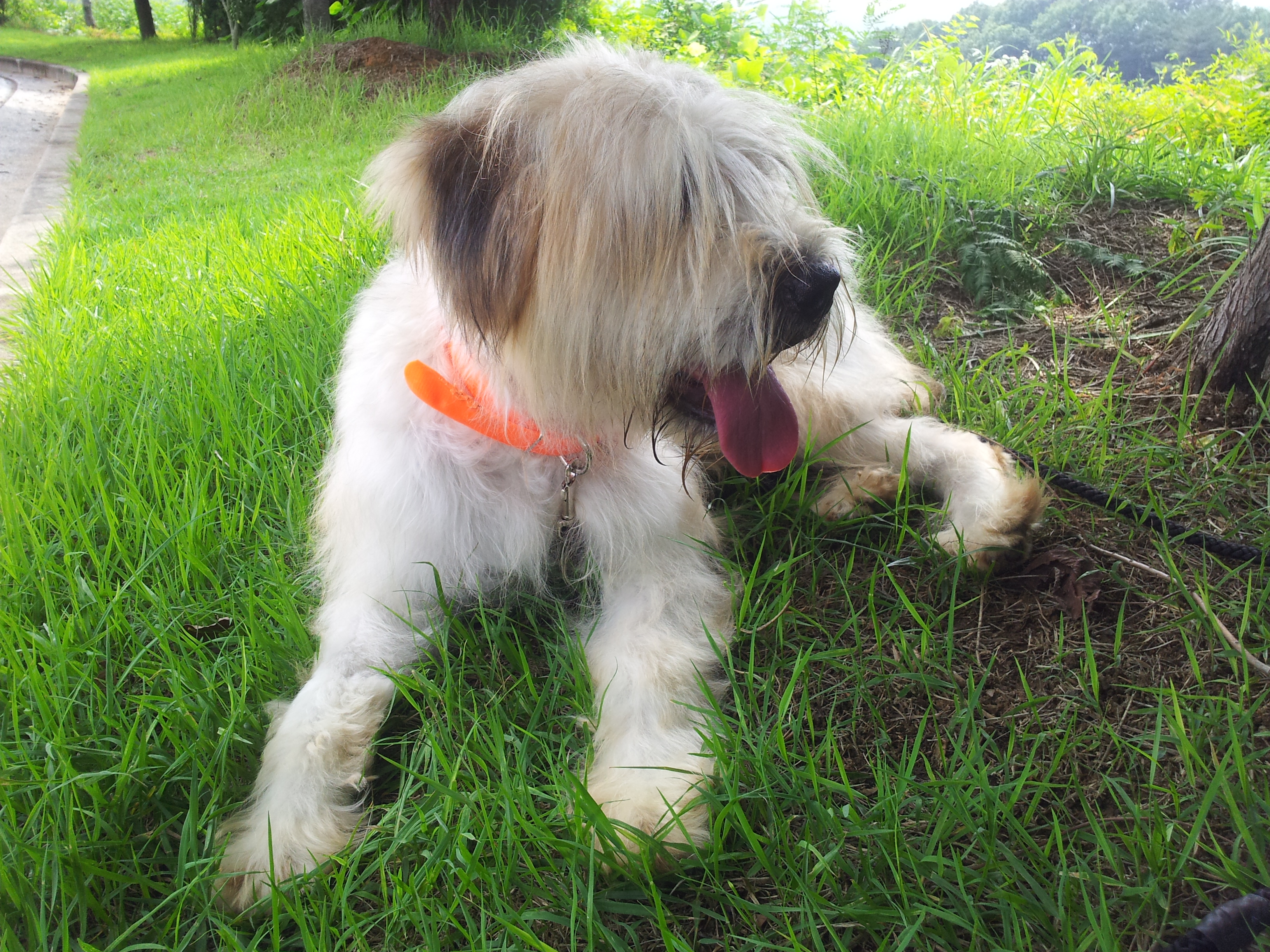 Собака сапсари на траве фото