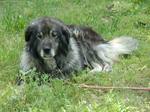 Sarplaninac dog on the grass