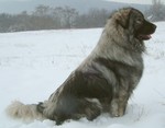 Sarplaninac dog on the snow