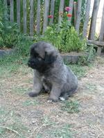 Sarplaninac puppy in the yard