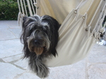 Schapendoes dog in a hammock