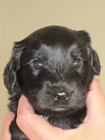 Schapendoes puppy face